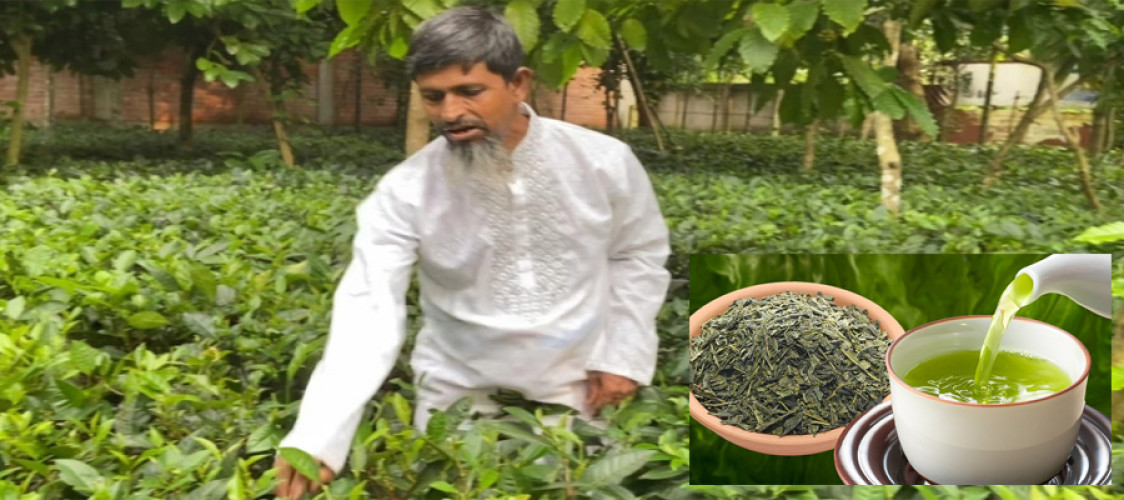 Tea seems to be coming down to the plains as well as the mountainous lands